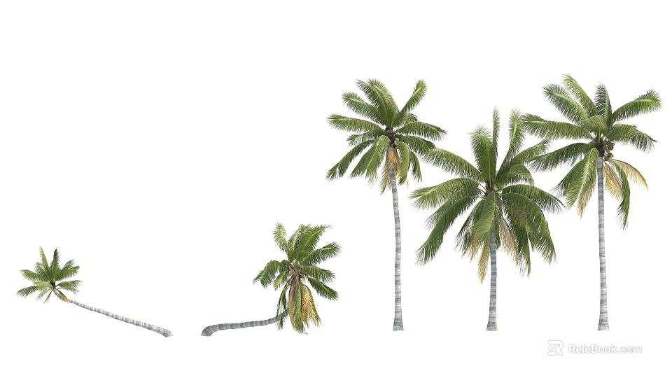 Tropical Palm Trees With Various Heights Curved Trunks And Green Fronds 3d model 
