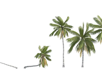 Tropical Palm Trees With Various Heights Curved Trunks And Green Fronds 3d model