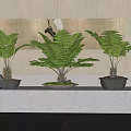 Fern Bonsai Plants Arranged on Stone Platform with Minimalist Wall and Decorative Art