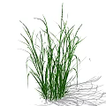 Green Grass With Long Leaves And Shadow On White Background 3d model
