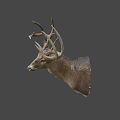 Realistic Deer Head Mount With Large Antlers On Gray Background 3d model