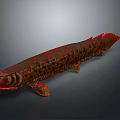 Long Body Brown And Red Spotted Fish With Red Fins On Gray Background