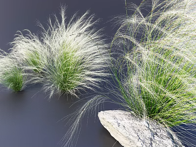 White Feathery Decorative Grass and Green Grass in Natural Outdoor Landscape with Smooth Stone 3d model