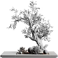 Bonsai Potted Olive Tree With Thick Trunk And Green Decorative Leaves
