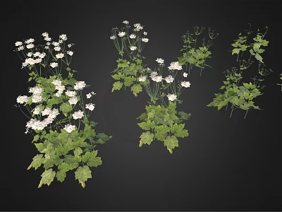 Lush Green Decorative Plants With White Flowers And Fresh Green Leaves For Home Garden 3d model