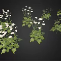 Lush Green Decorative Plants With White Flowers And Fresh Green Leaves For Home Garden