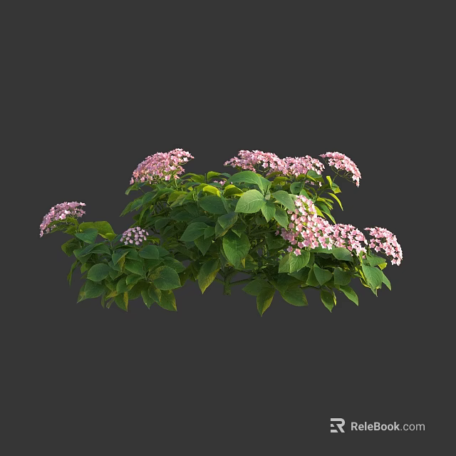 Vibrant Pink Hydrangea Bush With Lush Green Leaves And Clustered Blooms 3d model 