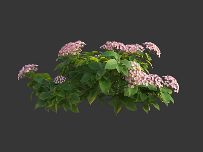 Vibrant Pink Hydrangea Bush With Lush Green Leaves And Clustered Blooms 3d model