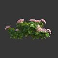 Vibrant Pink Hydrangea Bush With Lush Green Leaves And Clustered Blooms