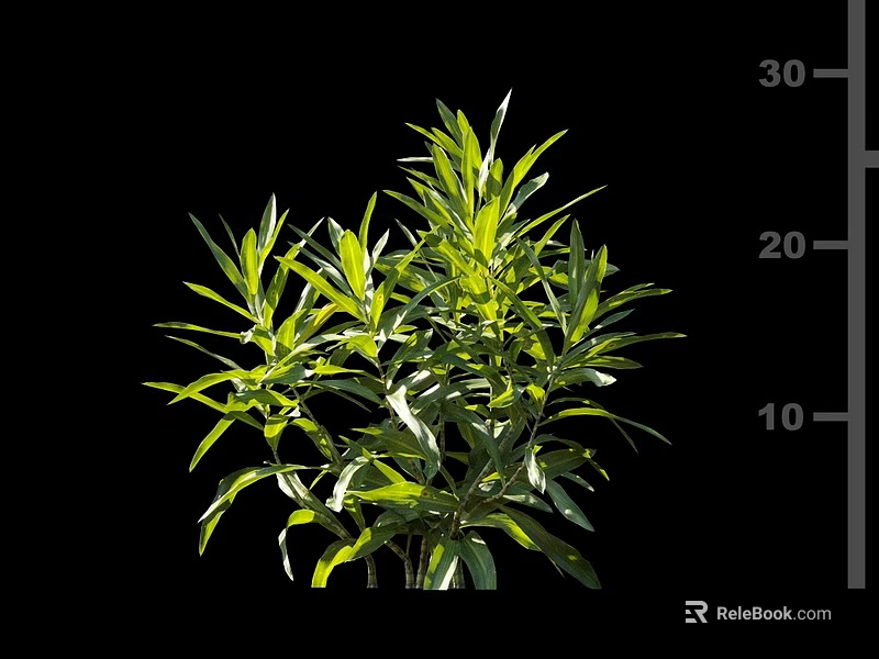 Green Leafy Shrub With Slender Leaves And Height Measurement Scale 3d model 