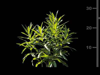 Green Leafy Shrub With Slender Leaves And Height Measurement Scale 3d model