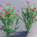 Lush Green Shrubs With Pink Flowers In Outdoor Garden Setting