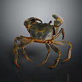 Brown Clawed Shiny Shell Crab Standing On Dark Background With Long Legs And Textured Body