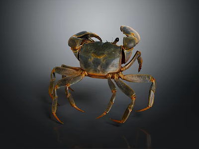 Brown Clawed Shiny Shell Crab Standing On Dark Background With Long Legs And Textured Body 3d model