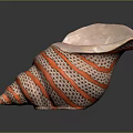 Marine Conch Animal Close Up View Of Shiny Spiral Shell With Orange And White Stripes
