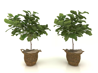 Two Potted Plants With Lush Green Leaves In Wicker Baskets For Decor 3d model