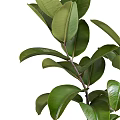 Lush Green Potted Plants in White Crackle Ceramic Pots with Vibrant Foliage