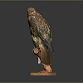 Flying Animal Hawk Taxidermy Specimen Perched On Wooden Display Base With Natural Posture
