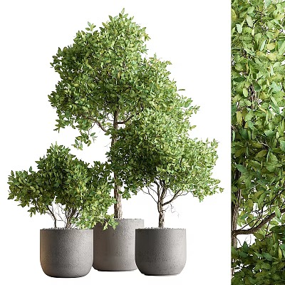 Bonsai Trees With Lush Green Leaves Various Heights And Gray Pots Showing Detailed Leaf Texture 3d model
