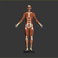 Medical Device Anatomical Human Muscle Model With Red White Color And Black Standing Base