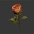 Beautiful Red and Orange Rose with Green Leaves on Dark Background