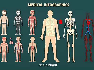 Educational Medical Infographics Wall Decor Featuring Human Anatomy Skeleton And Organs Design 3d model