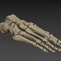 Detailed Human Foot Skeletal Anatomical Model Structure On Dark Background 3d model