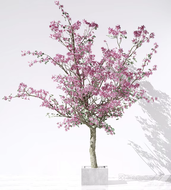 Lush Tree With Dense Pink Blossoms Brown Trunk And Shadow On White Background 3d model