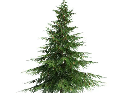 Lush Green Pine Tree With Dense Branches In Natural Environment 3d model