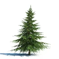 Lush Green Pine Tree With Dense Branches In Natural Environment