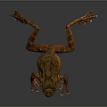 Orange and Brown Patterned Frog Stretched Out on Dark Background with Detailed Skin Texture