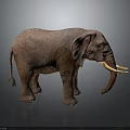 Brown African Elephant With Large Ears Long Tusks Standing On Dark Background
