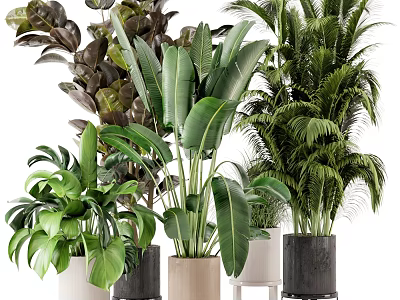 Various Lush Tropical Potted Plants With Large Leaves Different Shapes Colors And Pots 3d model