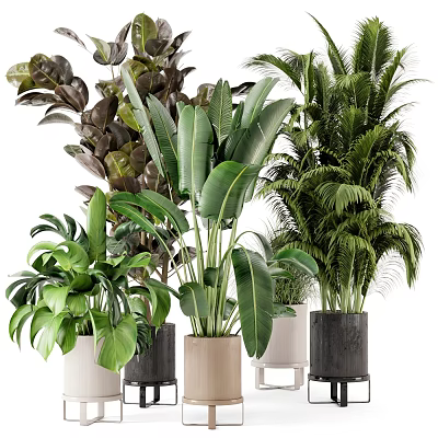Various Lush Tropical Potted Plants With Large Leaves Different Shapes Colors And Pots 3d model