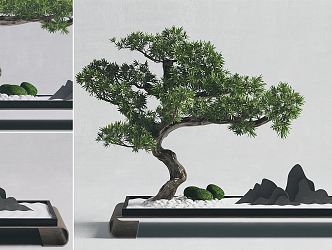 New Chinese Potted Pine Bonsai Pine Bonsai Lohan Pine Landscape Tree Rockery Pine White Rock Pine 3d model