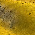 Natural Yellow Hillside Scenery With Rocky Outcrops And Scattered Small Plants