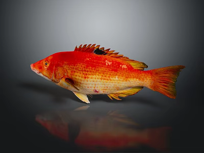 Vibrant Red Aquatic Fish With Yellow Orange Scales And Dark Background Reflection 3d model