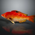 Vibrant Red Aquatic Fish With Yellow Orange Scales And Dark Background Reflection