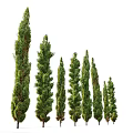 Evergreen Arborvitae Trees with Varying Heights and Dense Foliage for Landscape Design