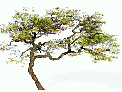 Graceful Arbor Featuring Curved Branches Lush Green Leaves And Purple Blooms 3d model