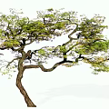 Graceful Arbor Featuring Curved Branches Lush Green Leaves And Purple Blooms