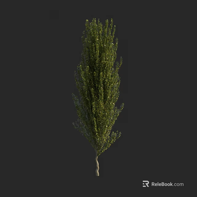 Tall Arbor With Lush Green Foliage And Straight Trunk Isolated On Black Background 3d model 