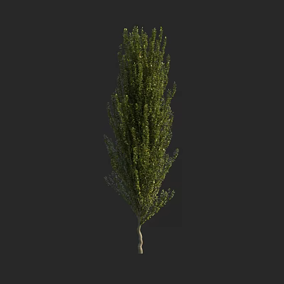 Tall Arbor With Lush Green Foliage And Straight Trunk Isolated On Black Background 3d model