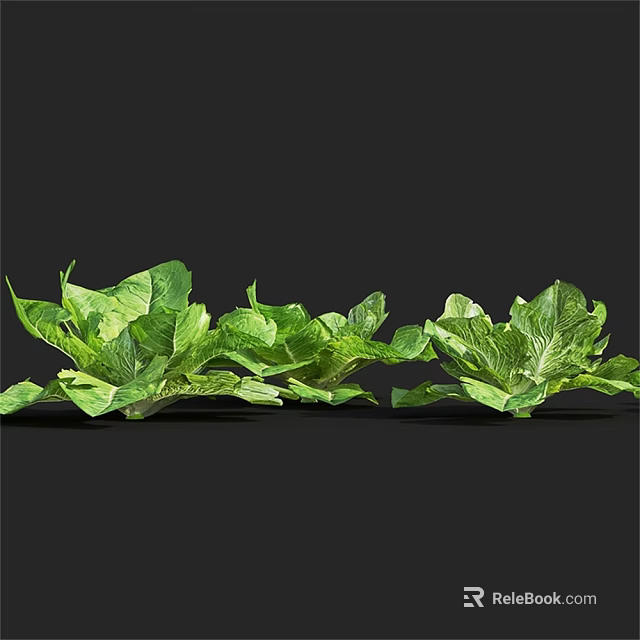Fresh Green Leafy Plants With Vibrant Large Leaves And Healthy Foliage 3d model 