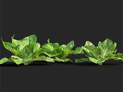 Fresh Green Leafy Plants With Vibrant Large Leaves And Healthy Foliage 3d model