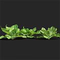 Fresh Green Leafy Plants With Vibrant Large Leaves And Healthy Foliage