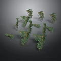 Vine Plants With Green Leaves And Red Small Fruits In Multiple Poses