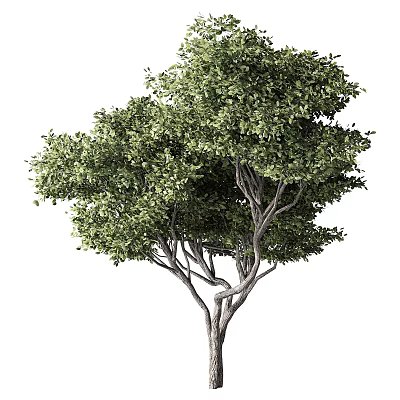 Lush Green Tree With Twisted Branches And Dense Foliage In Nature 3d model