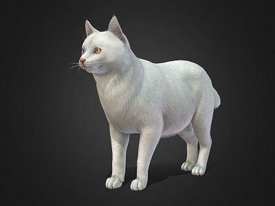 White Cat model