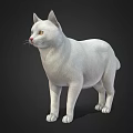 White Cat With Soft Fur Standing Still On Dark Background In Close Up 3d model